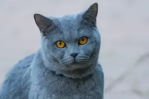 Rekvalifikační Kurz Chůva